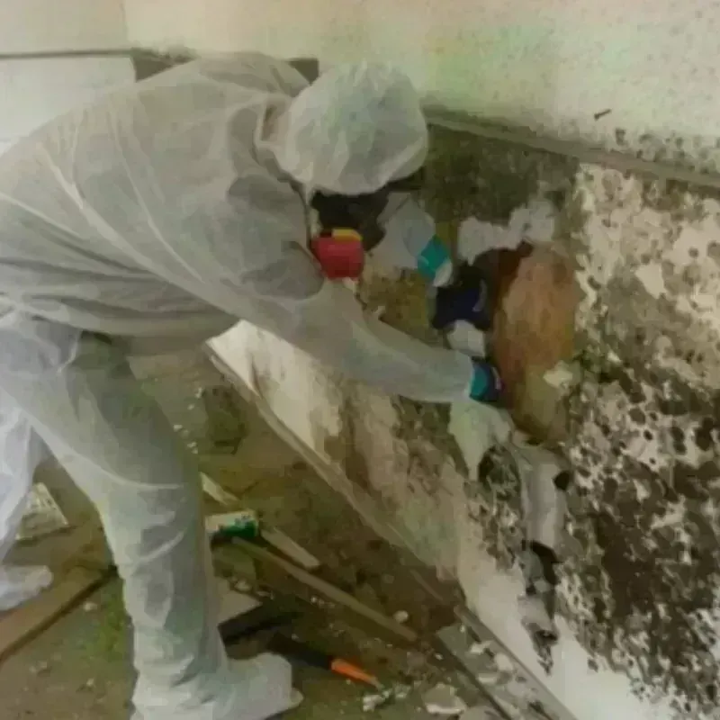 Mold Remediation and Removal in Rusk County, TX